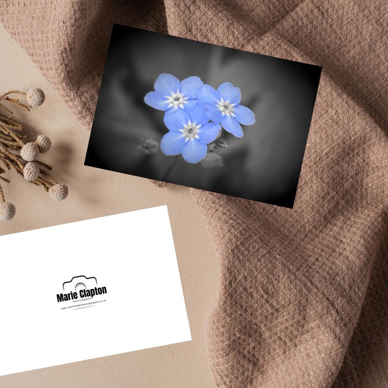 Pack of 2 A5 Forget Me Not Flowers Blank Cards with envelopes