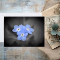 Pack of 2 A5 Forget Me Not Flowers Blank Cards with envelopes