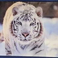White tiger Glass Chopping Board Leaded Light Seller 290 + Free Stand