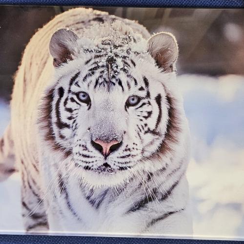 White tiger Glass Chopping Board Leaded Light Seller 290 + Free Stand