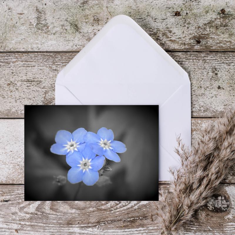 A5 Forget Me Not Flowers Blank Greeting Cards with envelopes