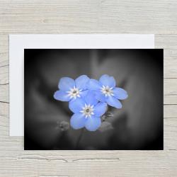 A5 Forget Me Not Flowers Blank Greeting Cards with envelopes