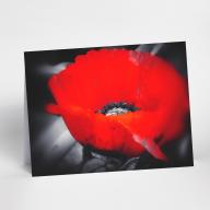 Single Poppy Blank Greeting Card with envelope