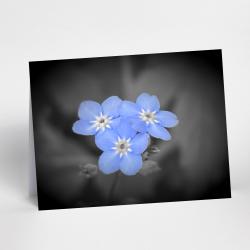 A5 Forget Me Not Flowers Blank Greeting Cards with envelopes