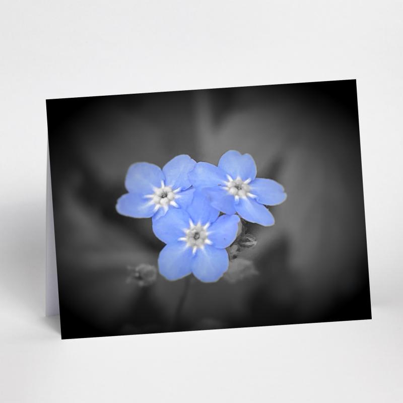 A5 Forget Me Not Flower Blank Greeting Card with envelope