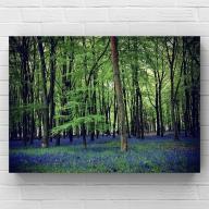 10x8 inch Photo Print of Bluebells in Woods