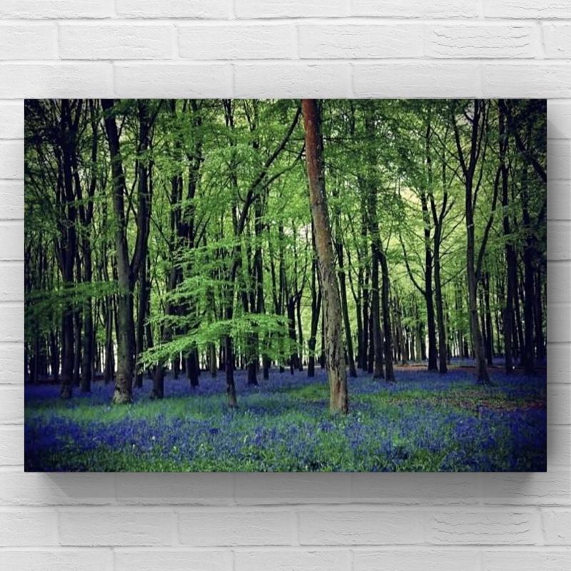 10x8 inch Photo Print of Bluebells in Woods