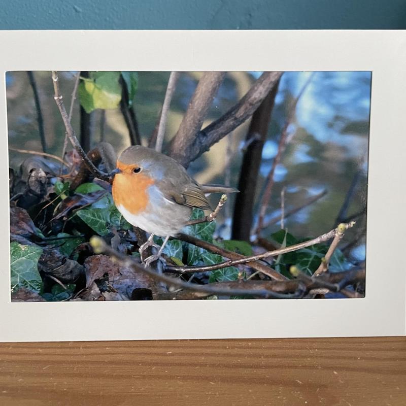 Single Photo Blank Greeting Card of Robin with envelope