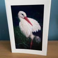 Single Photo Blank Greeting Card of Stork with envelope
