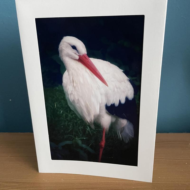 Single Photo Blank Greeting Card of Stork with envelope
