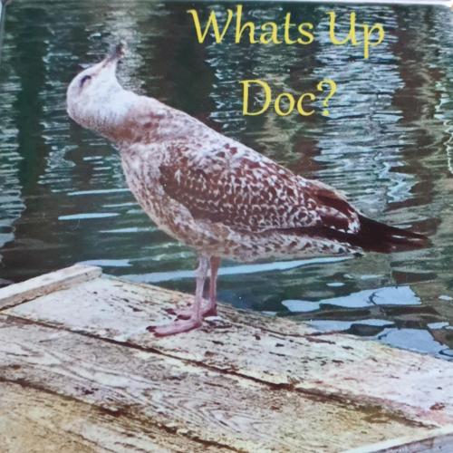 Weymouth Seagull Ceramic Coaster 'What's Up Doc?'