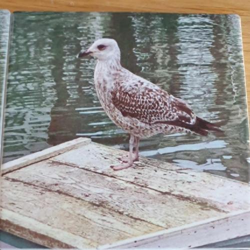 Weymouth Seagull Ceramic Coaster